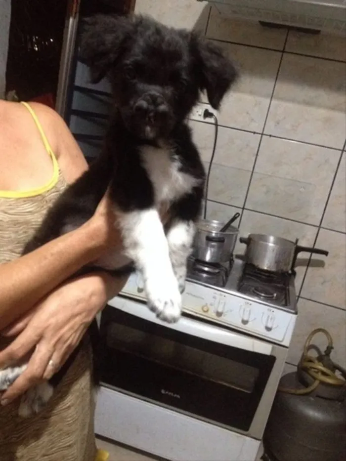 Cachorro ra a Vira lata idade 2 a 6 meses nome Sem nome