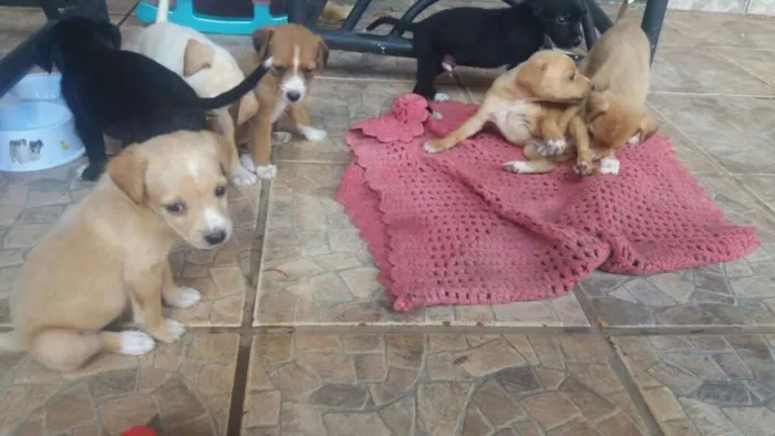 Cachorro ra a fox paulistinha idade Abaixo de 2 meses nome nao tem