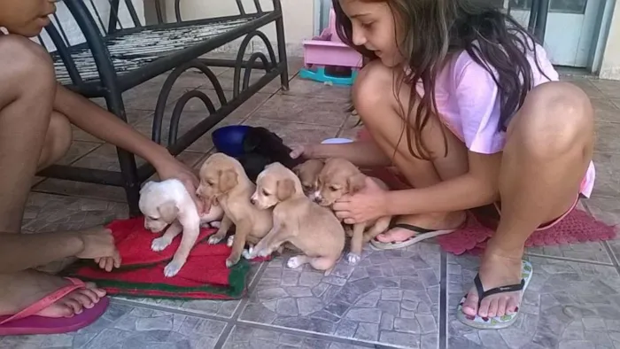 Cachorro ra a fox paulistinha idade Abaixo de 2 meses nome nao tem