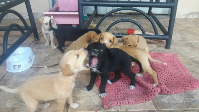 Cachorro ra a fox paulistinha idade Abaixo de 2 meses nome nao tem