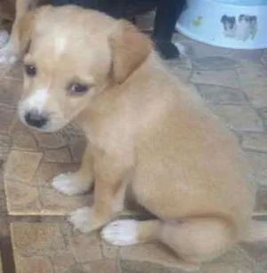 Cachorro raça fox paulistinha idade Abaixo de 2 meses nome nao tem