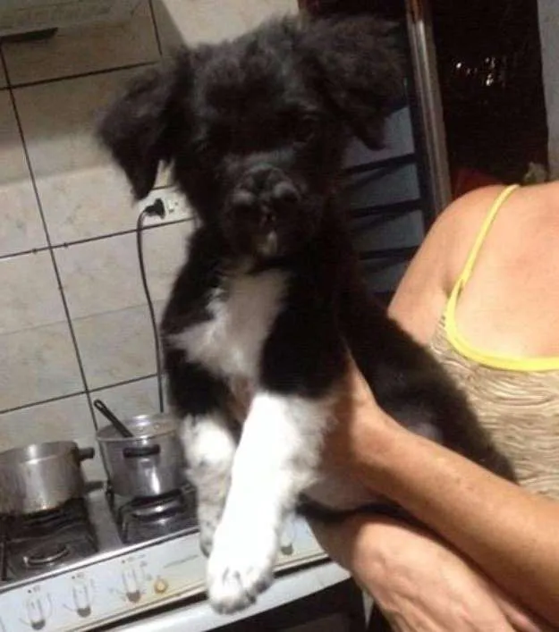 Cachorro ra a Vira lata idade 2 a 6 meses nome Sem nome