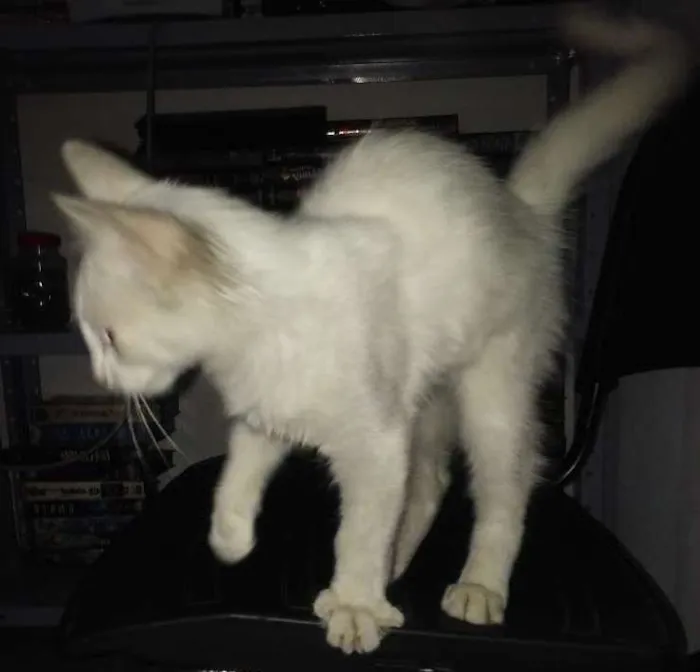 Gato ra a Não definida idade 2 a 6 meses nome Não tem