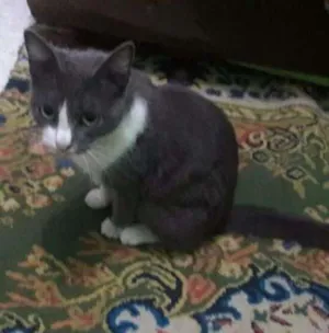 Gato raça mestiço  idade 2 anos nome Docinho