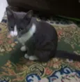 Docinho