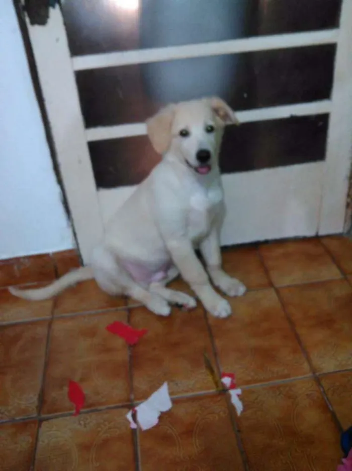 Cachorro ra a Indefinida idade 2 a 6 meses nome Marley