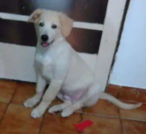 Cachorro raça Indefinida idade 2 a 6 meses nome Marley