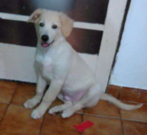 Cachorro ra a Indefinida idade 2 a 6 meses nome Marley