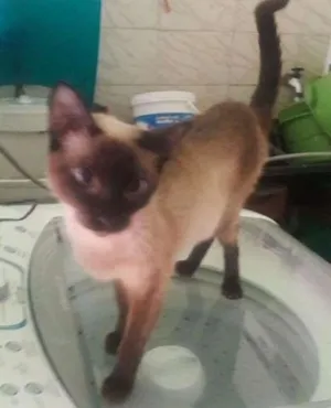 Gato raça Siamês  idade 1 ano nome Morena
