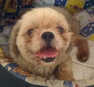 Cachorro raça Shitzu idade  nome não sabemos