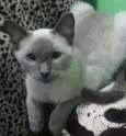 Tininho