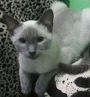 Gato raça Siamês  idade 1 ano nome Tininho