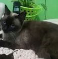 gorda