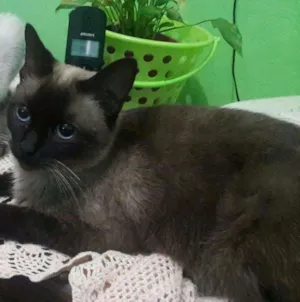 Gato raça siamês  idade 2 anos nome gorda