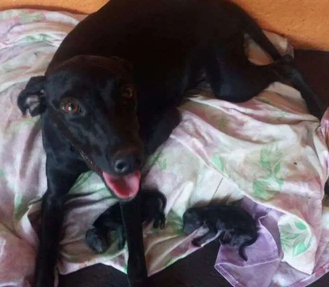 Cachorro ra a indefinida idade 2 anos nome Mia