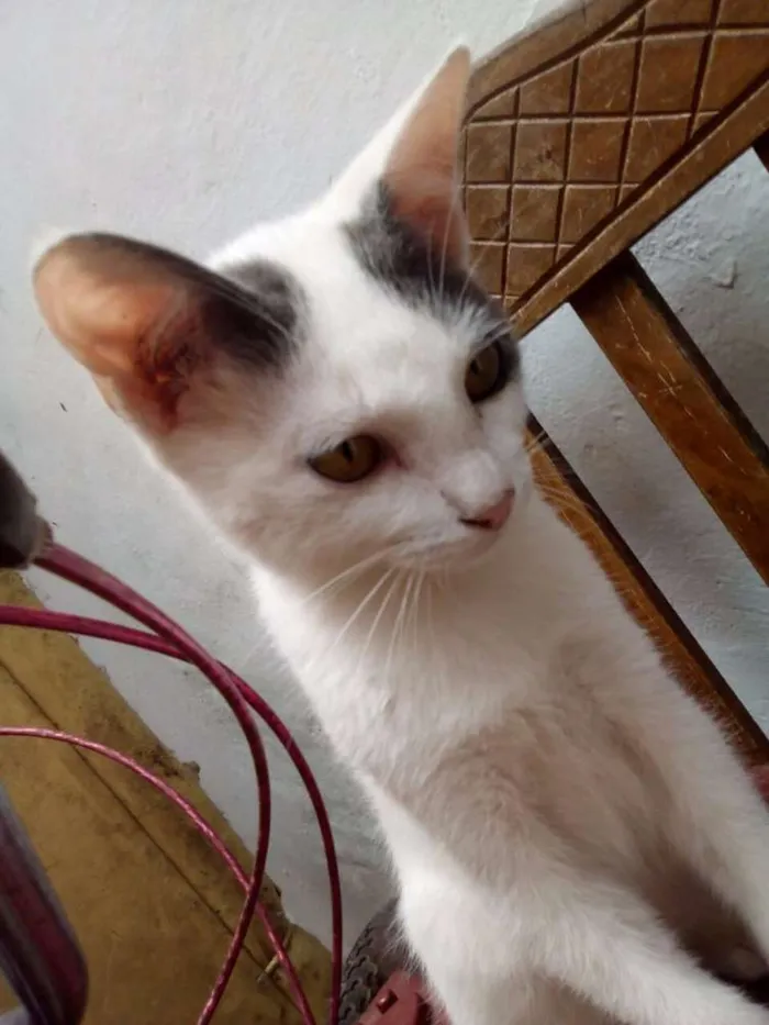 Gato ra a  idade 2 a 6 meses nome Sem Nome
