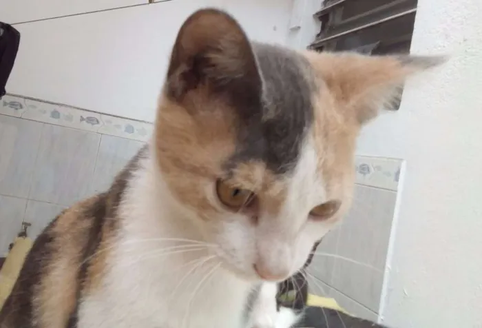 Gato ra a  idade 2 a 6 meses nome Sem Nome