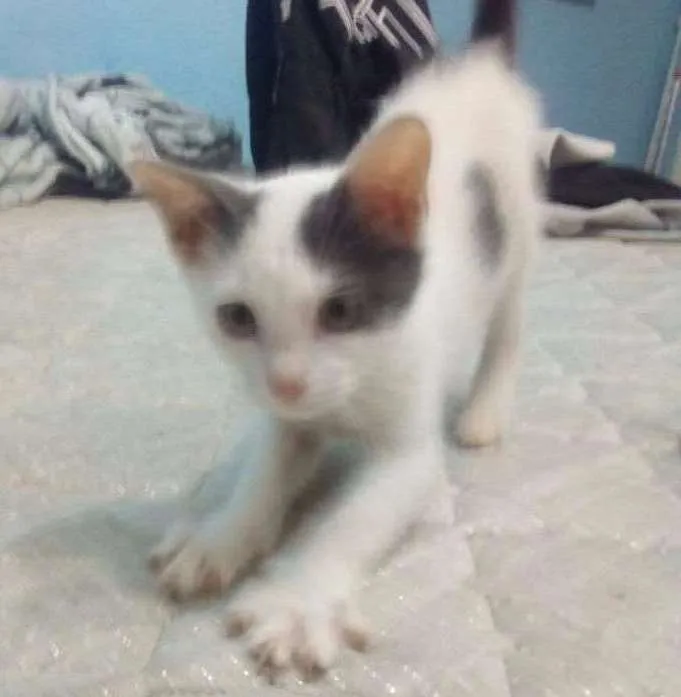Gato ra a  idade 2 a 6 meses nome Sem Nome