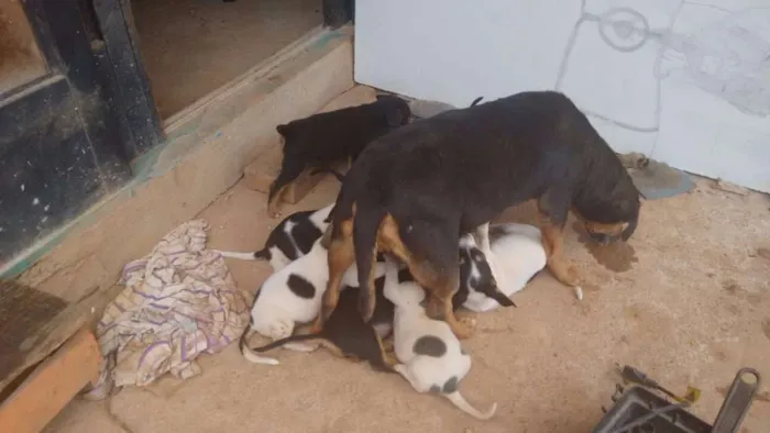 Cachorro ra a vira lata idade 2 a 6 meses nome varios