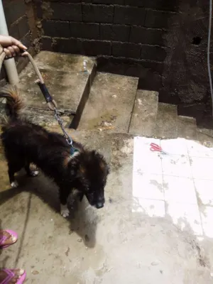 Cachorro raça Mestiço idade 6 ou mais anos nome Bethowem