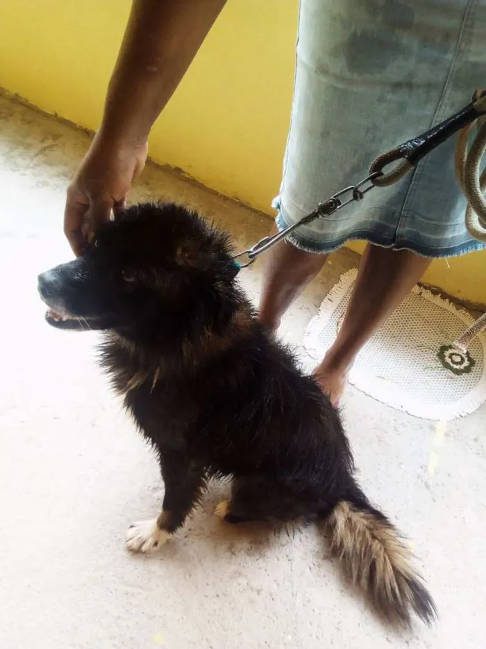 Cachorro raça Mestiço idade 6 ou mais anos nome Bethowem