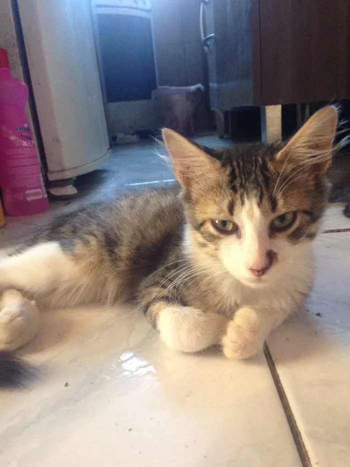 Gato ra a  idade 2 a 6 meses nome Tom