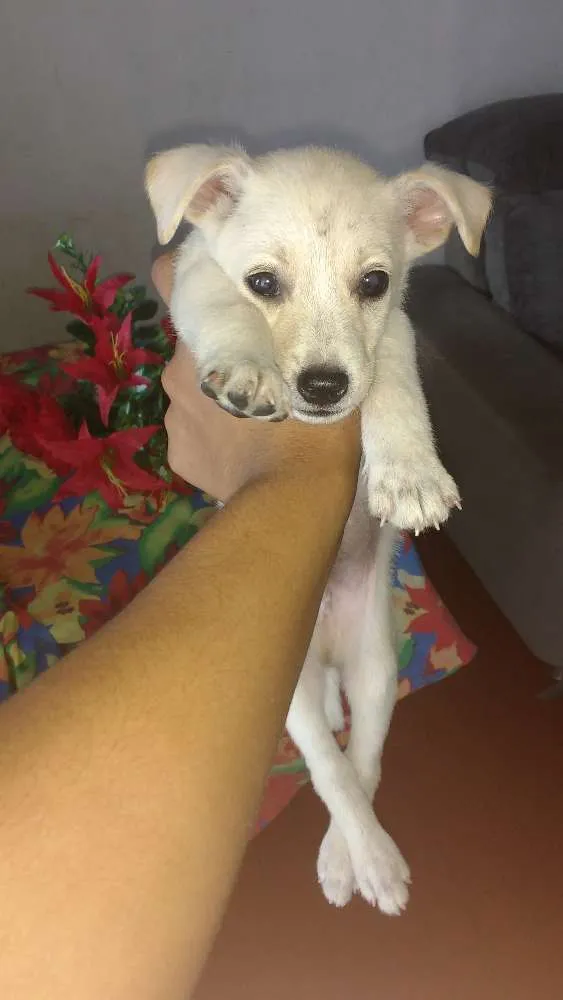 Cachorro raça Vira lata idade Abaixo de 2 meses nome Max