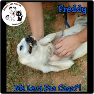 Cachorro raça Srd idade 2 anos nome Freddy 