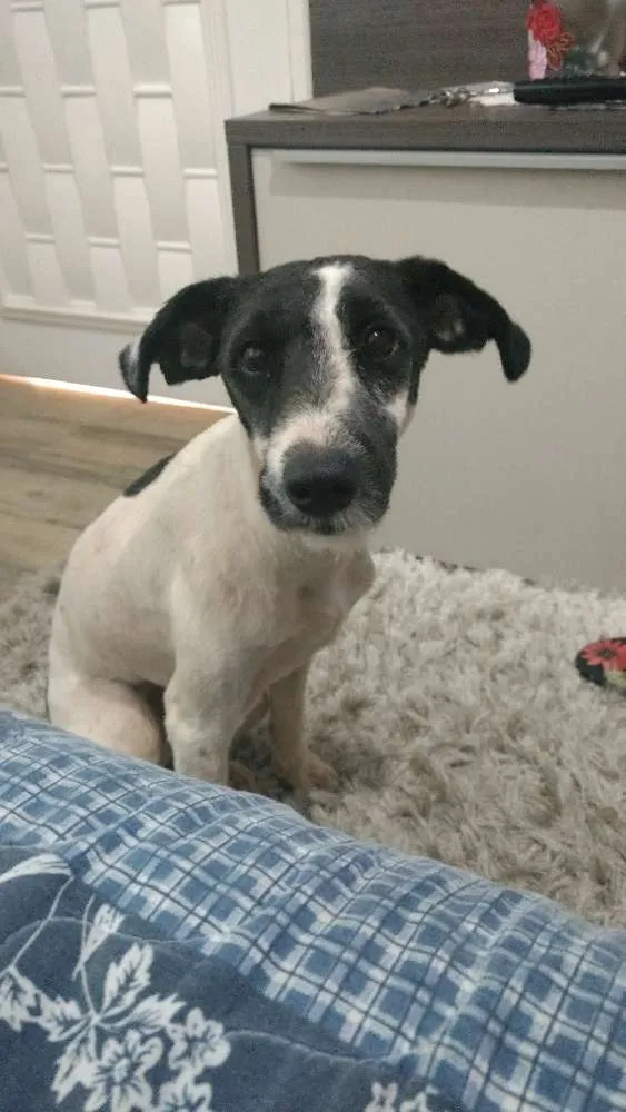 Cachorro ra a Podleer c vira lata idade 2 a 6 meses nome Tinoco