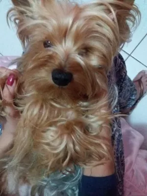 Cachorro raça Yorkshire  idade 2 anos nome Titto