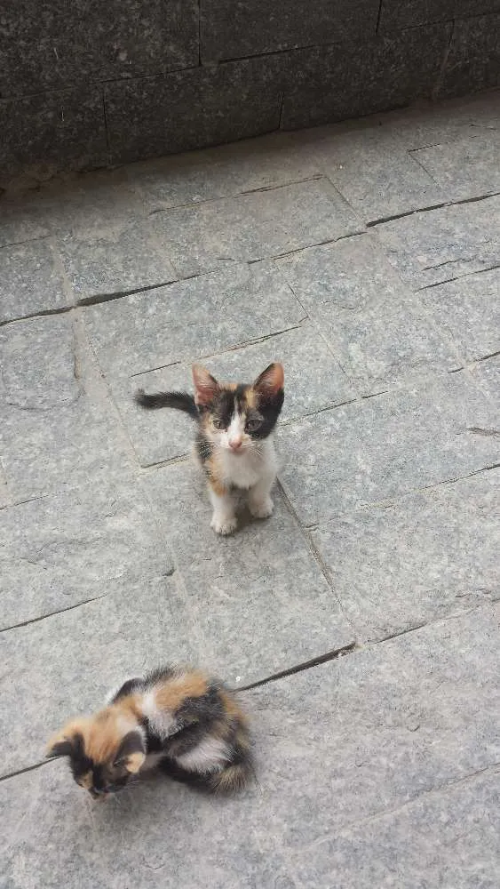 Gato ra a Vira-lata idade Abaixo de 2 meses nome Nao tem
