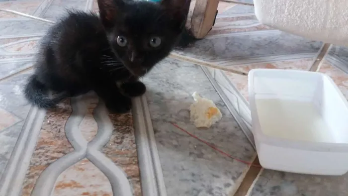 Gato ra a  idade Abaixo de 2 meses nome Pipe