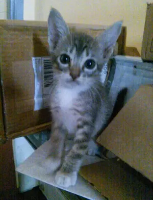 Gato raça rajado idade 2 a 6 meses nome Gaspazinha