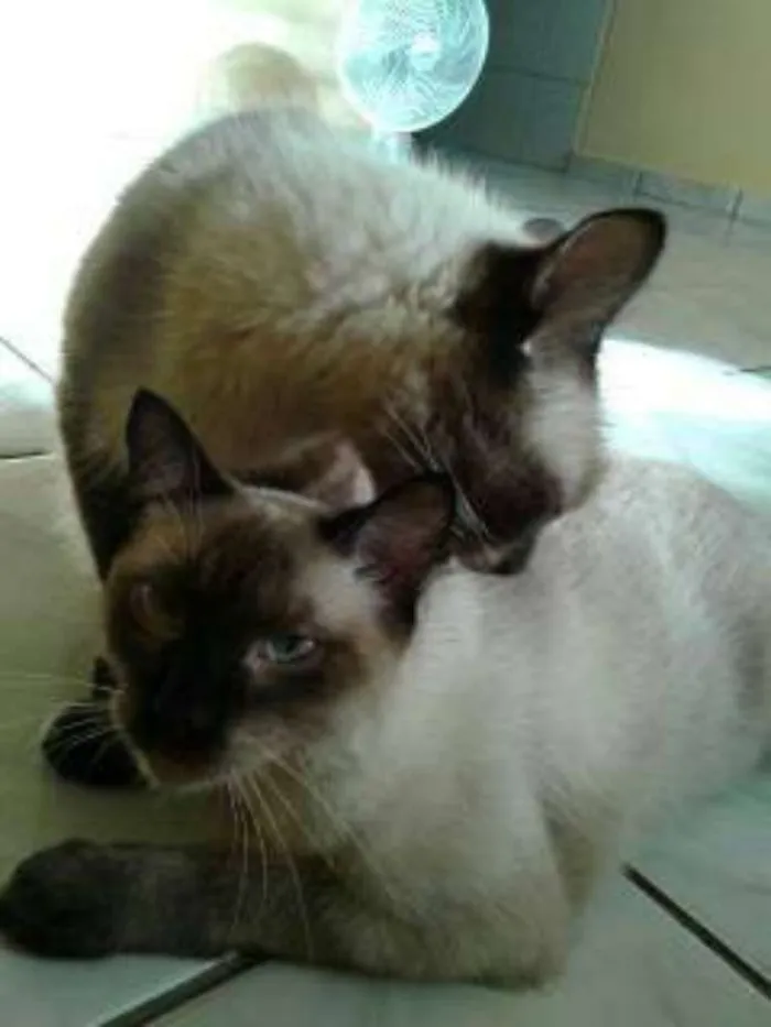 Gato ra a Siamês idade 2 anos nome Tom e Mirty