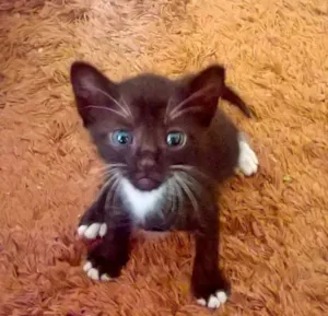 Gato raça Preta idade  nome Pantera Negra