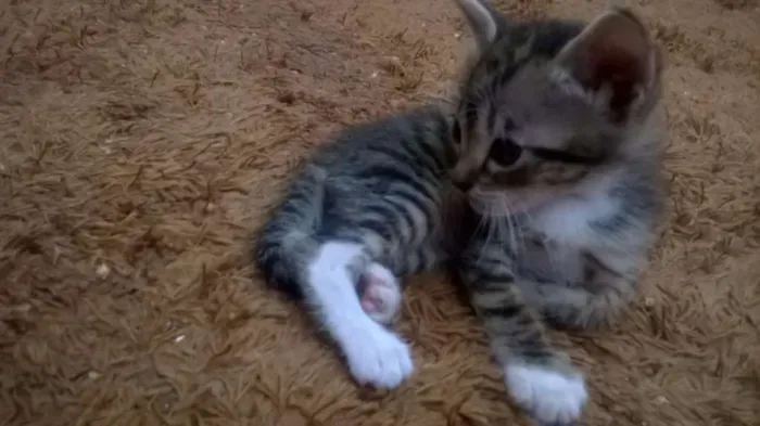 Gato ra a Rajada idade 2 a 6 meses nome Richard Parkerson