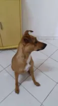NANDA