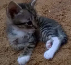 Gato raça Rajada idade 2 a 6 meses nome Richard Parkerson