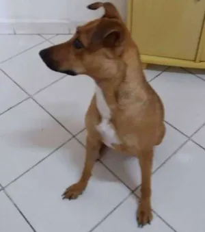 Cachorro raça SRD idade 1 ano nome NANDA