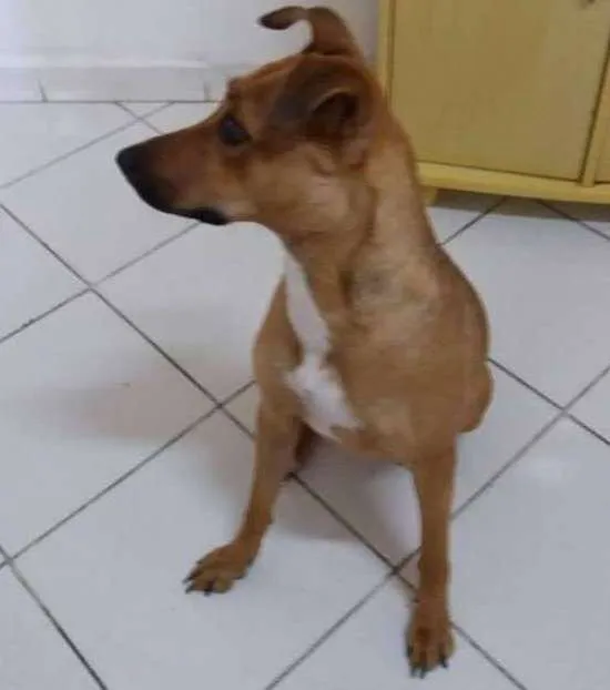 Cachorro ra a SRD idade 1 ano nome NANDA
