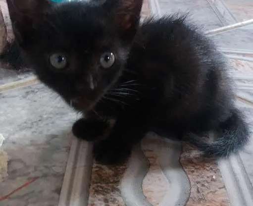 Gato ra a  idade Abaixo de 2 meses nome Pipe