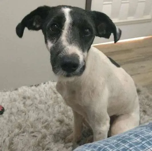 Cachorro ra a Podleer c vira lata idade 2 a 6 meses nome Tinoco