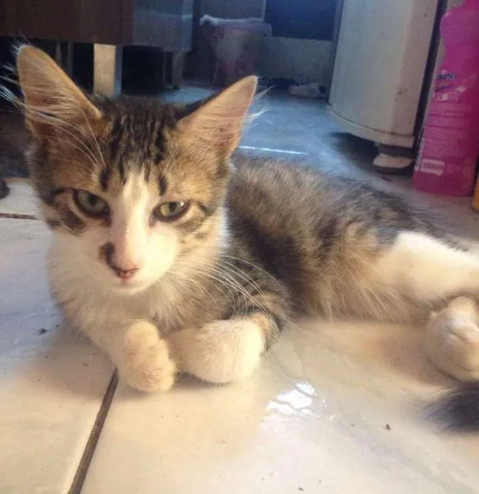 Gato ra a  idade 2 a 6 meses nome Tom