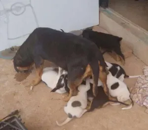 Cachorro raça vira lata idade 2 a 6 meses nome varios