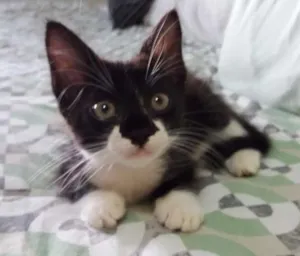 Gato raça SRD idade Abaixo de 2 meses nome Dolores