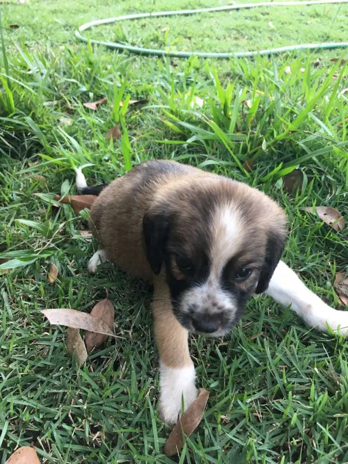 Cachorro ra a SRD idade Abaixo de 2 meses nome sem nome 