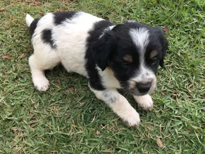 Cachorro ra a SRD idade Abaixo de 2 meses nome sem nome 
