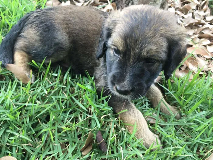 Cachorro ra a SRD idade Abaixo de 2 meses nome sem nome 