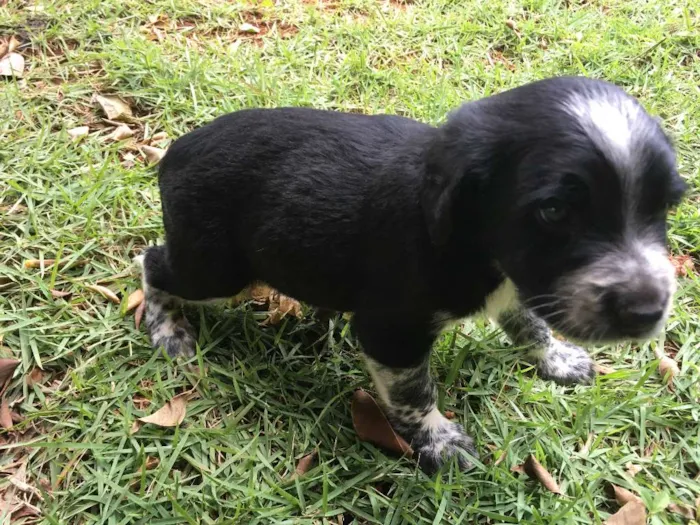 Cachorro ra a SRD idade Abaixo de 2 meses nome sem nome 