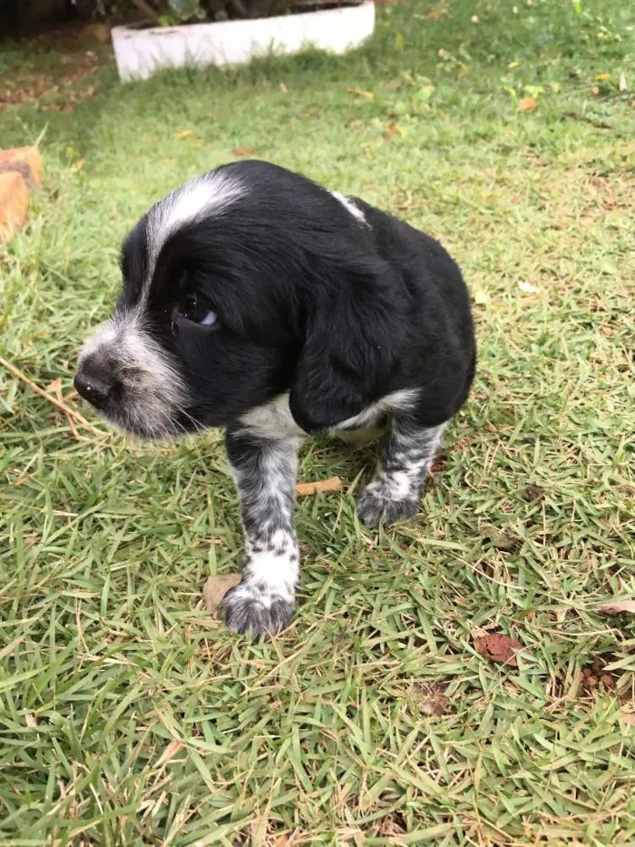 Cachorro ra a SRD idade Abaixo de 2 meses nome sem nome 